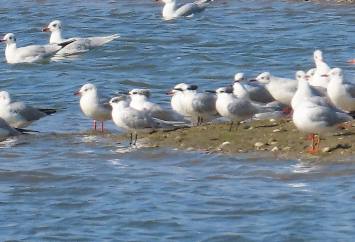 Sandwich Tern